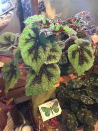 Two begonias in pots on a counter.
