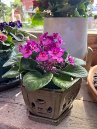 Brightly colored flowers on a purple violet.