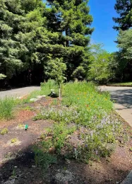 Newly-planted perennials and fast-growing wildflowers start to fill the garden. Michelle Graydon