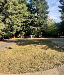 Garden area after removing patch of vinca minor, now ready to fill with native plants and wildflowers. Michelle Graydon
