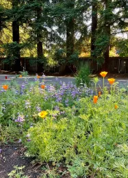 Early Spring blooms of collinsia, poppies, and lumpinus growing from seed directly sown in the Fall. MIchelle Graydon