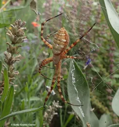 Brown and yellow spider hanging on a web.