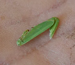 The discarded leg of the losing praying mantis. The winner ate the loser, except for the legs and wings. (Photo by Kathy Keatley Garvey)