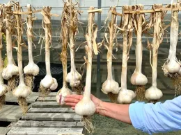 experimental-beds-garlic Monique Frappier