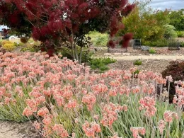 mediterranean-garden Monique Frappier