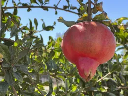 A ripe red pomegranate hanging from a branch, surrounded by green leaves under a clear blue sky.
