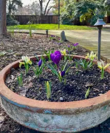 A container of Giant Crocus and miniature Irises blooming before the trees have their new leaves. Michelle Graydon