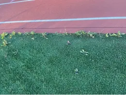Green artificial turfgrass with weeds growing through it along the edges.