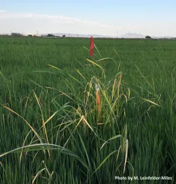 Fig. 1. The herbicide, Loyant, was trialed on cattails in 2022 and 2023. We observed good control when cattails were less than 3 feet tall.