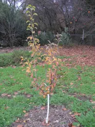 Thriving pear tree after a few years, with trunk whitewashed to prevent sun damage. Jeanette Alosi