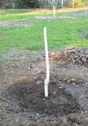 Newly-planted Blenheim apricot. Jeanette Alosi