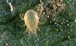 predatory mite