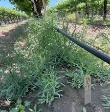 Photo 1. Untreated Fleabane Plot, 42 days after application May 23, 2023.