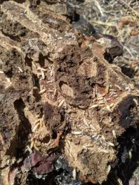 Clear to white termite larvae inside brown wood.