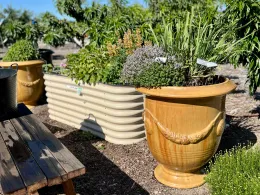 A garden scene with various beverage-flavoring plants in decorative containers, including a large ceramic pot and a beige corrugated metal planter, beside a wooden bench.