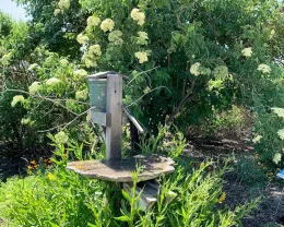 A vibrant garden scene with a wooden birdbath surrounded by tall grasses and colorful flowers, including yellow and orange blooms, with a green mailbox-like structure in the background beneath flowering trees.
