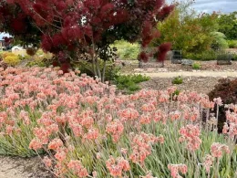 A Mediterranean garden featuring clusters of pink-flowering succulents in the foreground, tall green stems, and trees with deep red foliage in the background.