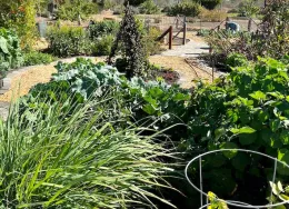 A community garden filled with various green plants, including tall grasses and leafy vegetables, with a stone pathway and trellis in the background.