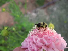 A close-up of a bumblebee on a large pink flower with layered petals and white stigma, surrounded by green foliage.