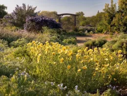 A vibrant garden with clusters of yellow flowers in the foreground, leading to a winding pathway and a wooden archway in the background, surrounded by various plants and trees.
