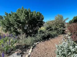A winding mulch path runs through a vibrant garden filled with various shrubs and flowering plants, framed by a clear blue sky.