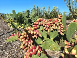 Vibrant prickly pear cactus with pink and yellow fruit clusters in a natural setting, under a clear blue sky.