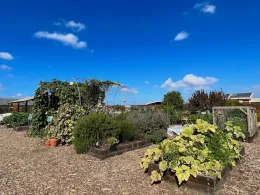 A community garden with raised beds of greenery, a trellis-covered structure, and a clear blue sky with clouds in the background.