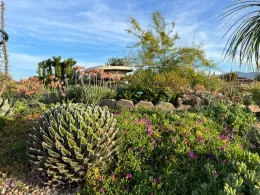 A vibrant succulent garden with a large spherical succulent in the foreground, smaller plants around it, and a stone structure in the background under a blue sky.