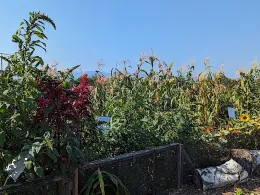 A vibrant garden featuring tall corn plants, red amaranth, and sunflowers, with distant mountains under a clear blue sky.
