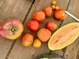 An assortment of tomatoes in various sizes and colors on a wooden surface, alongside a halved melon and a knife.