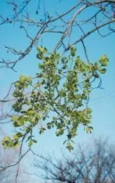 After decidious trees have lost their leaves, mistletoe is easy to spot. To control, remove the branch at its point of origin and at least one foot below the mistletoe cluster. (Photo: UC IPM)