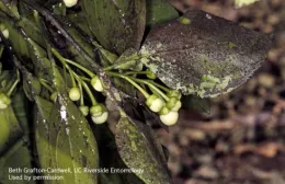 Soot-like substance covers leaves on a citrus branch.