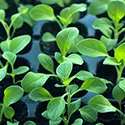 seedlings