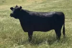 teeny beef cattle