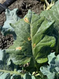 Photo 4. Alternaria leaf spot on broccoli