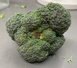 Photo 1. Broccoli Alternaria head rot