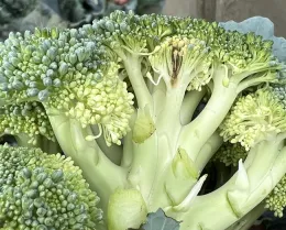 Photo 2. Alternaria head rot can spread from buds to stems