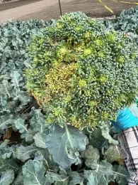 Photo 3. Broccoli brown bead