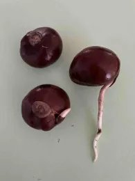 Buckeye seeds need to be placed on the soil surface to root. Phil Filbrandt