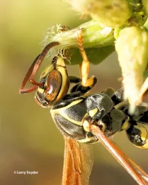 A native Polistesnectaring in late autumn. (Photo by Larry Snyder)