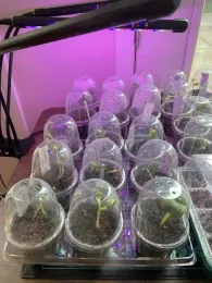 Seedlings making progress under a grow light.