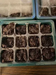 Soil prepared for adding seeds. (Photos: Sue Bohigian)