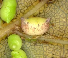 Close up of twohorned oak gall wasp on a coast live oak leaf.