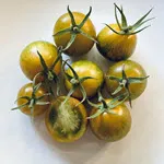 Tomato_Slicer_Green Zebra_UCMG of CCC-150