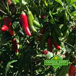 Pepper_Hot_Serrano Tampiqueno_Sandiaseed.com-150