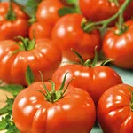 Tomato_Slicer_Belle of the Ball_Totally Tomatoes-150