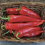 Pepper_Sweet_Bridge to Paris_Territorial Seed Company-150