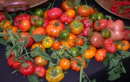Tomato fest Karen Schaffer