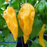 Pepper_Hot_Fatalii_superhotchiles.com-150