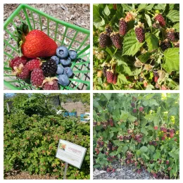 Collage of berry images featuring a basket of strawberries, blueberries, and raspberries; blackberries on a bush; a loganberry bush with visible signage; and clusters of hanging loganberries.